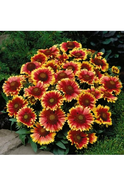 Компактна форма куща гайлардії ’Арізона Сан’